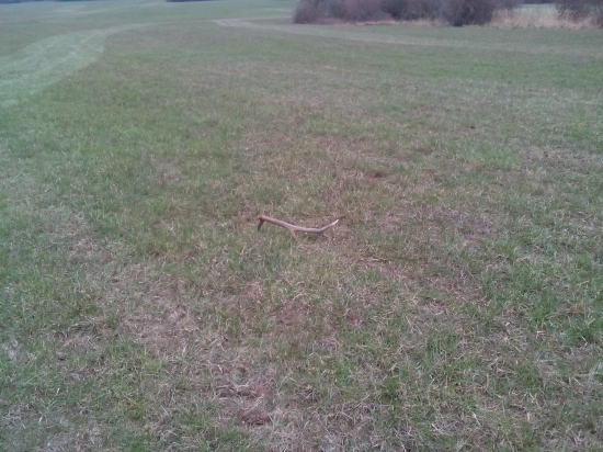 7/2016  Poobednajsia prechadzka sa vyplatila