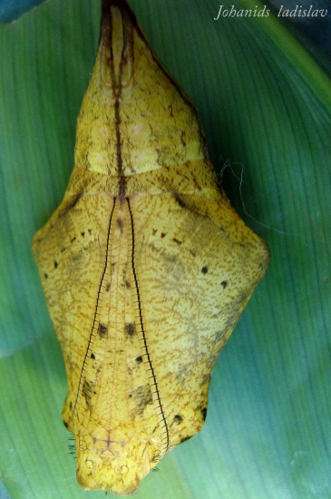 ex-pupa  Caligo