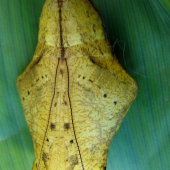 ex-pupa  Caligo