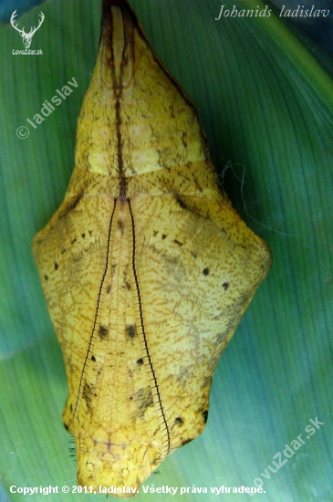 ex-pupa  Caligo