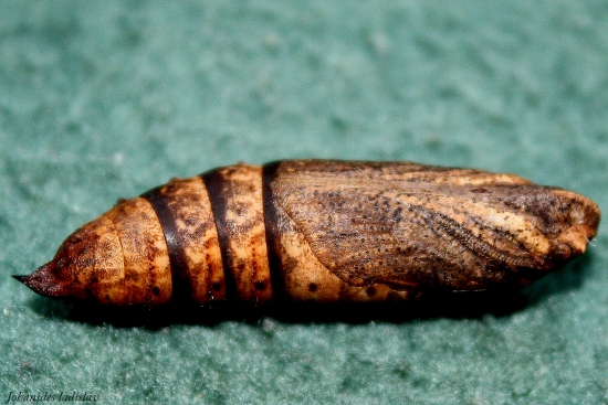 ex-pupa Deilephila elpenor