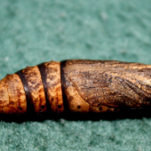 ex-pupa Deilephila elpenor