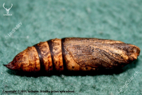 ex-pupa Deilephila elpenor
