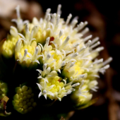 Petasites albus