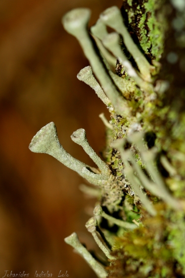 Cladonia rangiferina