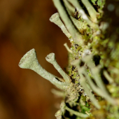 Cladonia rangiferina