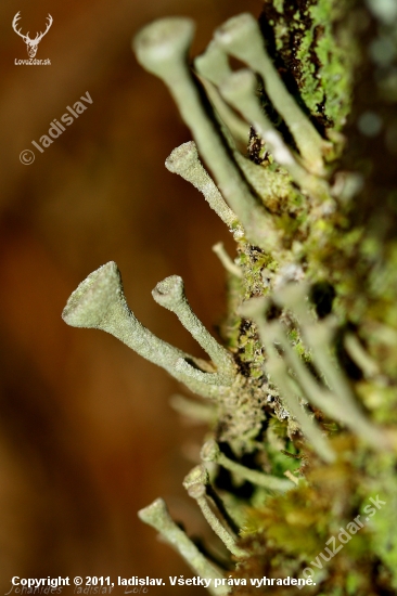Cladonia rangiferina