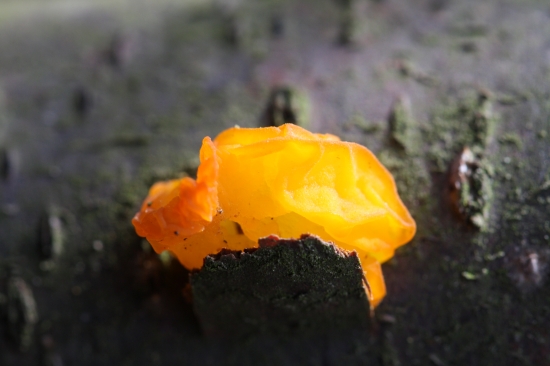 Tremella mesenterica