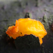 Tremella mesenterica