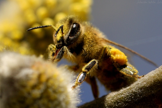 Apis mellifera