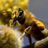 Apis mellifera