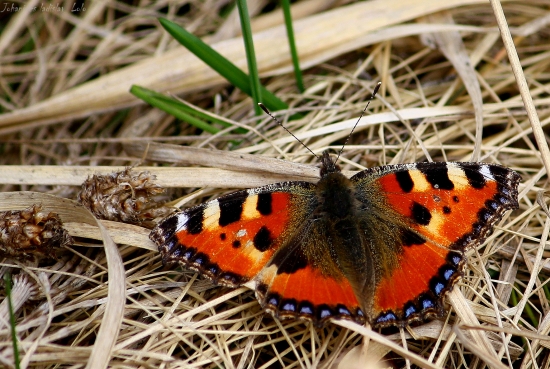 Aglais urticae