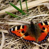 Aglais urticae