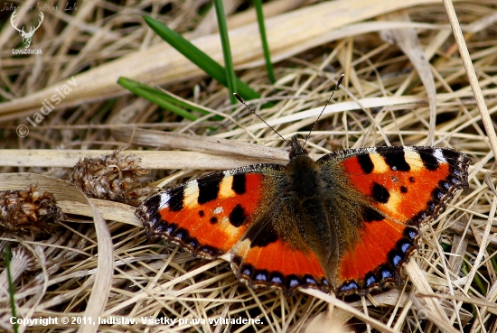 Aglais urticae