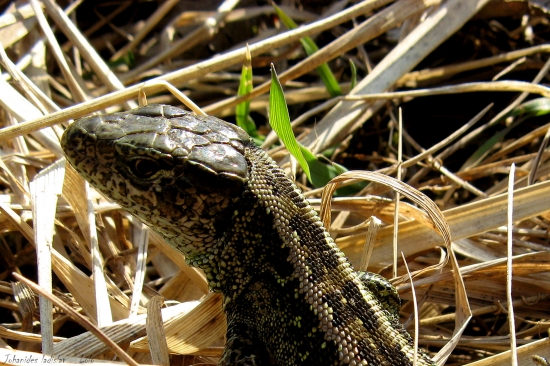 Tyranosaurus v malom