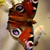 Inachis io
