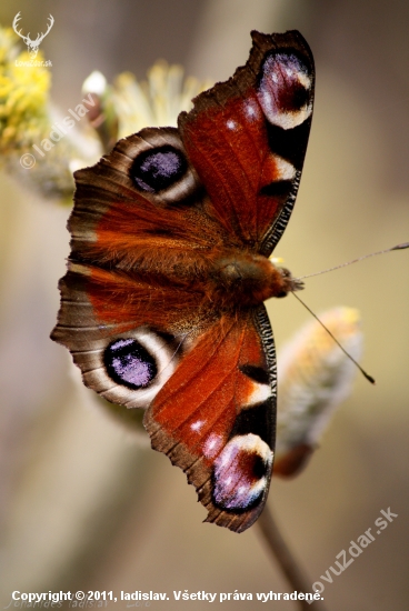 Inachis io