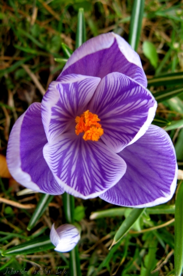 Crocus sativus