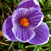 Crocus sativus