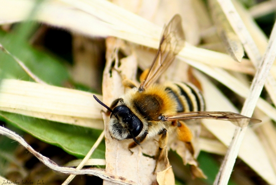 Apis mellifera