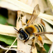 Apis mellifera