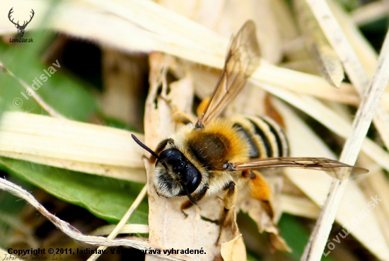 Apis mellifera