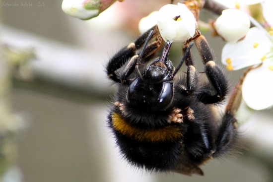 Bombus terestris