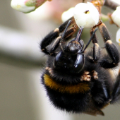Bombus terestris