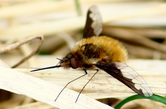 Anastoechus nitidulus