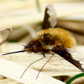 Anastoechus nitidulus