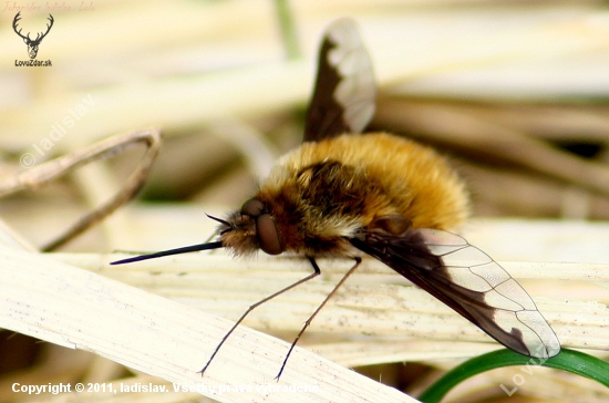 Anastoechus nitidulus