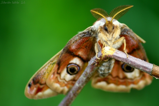 saturnia pavonia samec