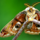 saturnia pavonia samec