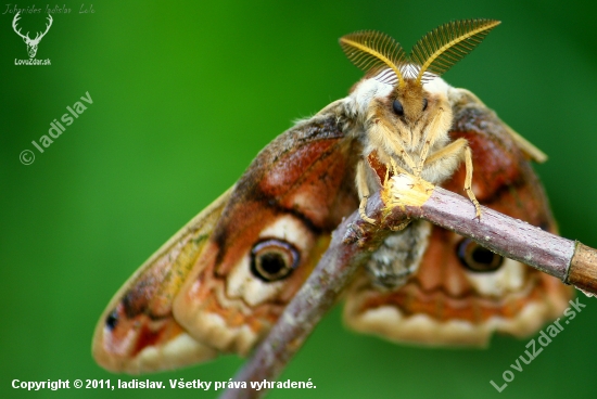 saturnia pavonia samec
