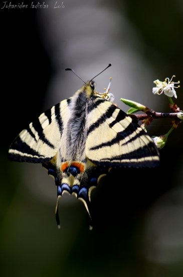 Iphiclides podalirius