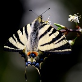 Iphiclides podalirius