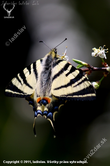 Iphiclides podalirius