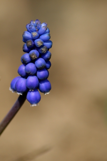 Muscari botryoides