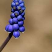 Muscari botryoides