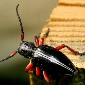 Dorkadion pedestre