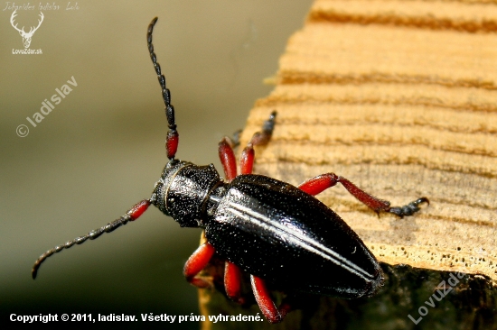 Dorkadion pedestre
