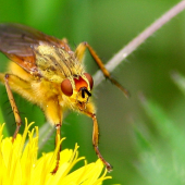 Mucha Scathophaga stercoraria