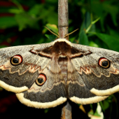 Saturnia pyri