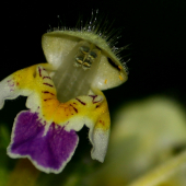 Galeopsis speciosa