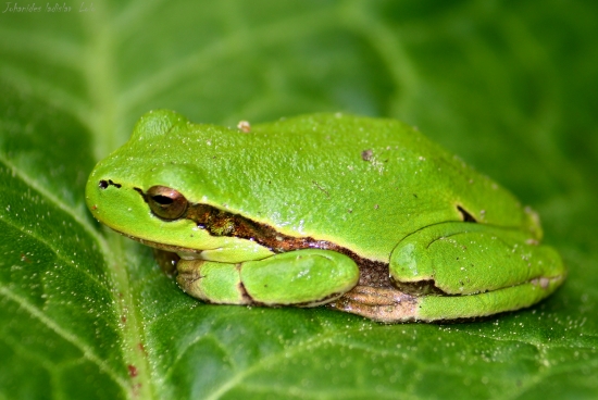 Hyla arborea