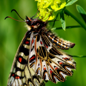 Zerynthia polyxena