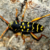 Plagionotus arcuatus