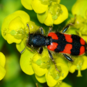 Trichides apiarius