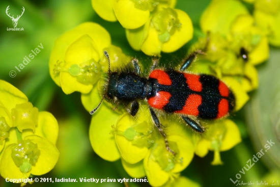 Trichides apiarius
