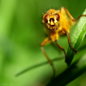 Scathophaga stercoraria
